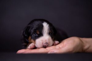 Маленький щенок породы энтлебухер зенненхунд Маленький щенок породы энтлебухер