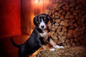 Щенок породы энтлебухер Щенок энтлебухера