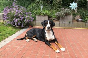 Фото породы энтлебухер зенненхунд Порода энтлебухер зенненхунд