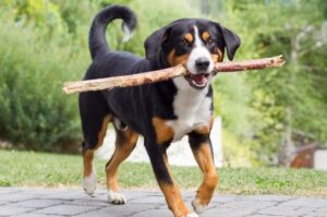 Энтлебухер с палкой в зубах Собака энтлебухер с палкой в зубах