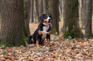 Порода собак энтлебухер Собака породы энтлебухер