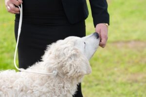 Венгерский кувас с хозяином Кувас с хозяином