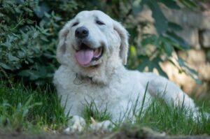 Красивый венгерский кувас Красивое фото венгерского куваса