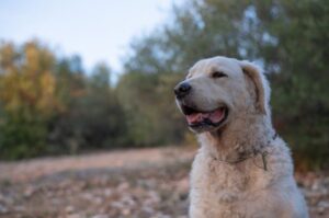 Портрет венгерского куваса Фото куваса