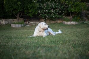 Кувас лежит на траве Собака кувас лежит на траве