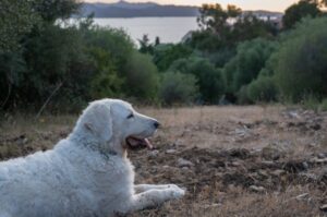 Венгерский кувас лежит на траве Венгерский кувас отдыхает на траве