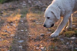 Венгерский кувас фото Порода собаки венгерский кувас: фото