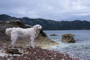 Венгерский кувас на побережье Венгерский кувас на морском побережье