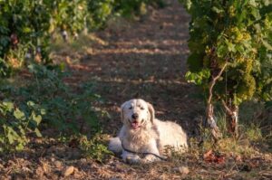 Фото венгерского куваса в винограднике Венгерский кувас в винограднике