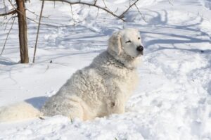 Зимнее фото венгерского куваса Фото венгерского куваса зимой