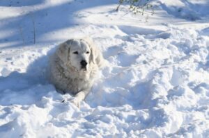 Порода венгерский кувас: фото зимой Венгерский кувас зимой