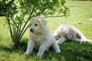 Щенки венгерские кувасы Венгерские кувасы: щенки