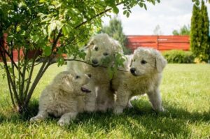 Три красивых щенка породы кувас Щенки породы кувас