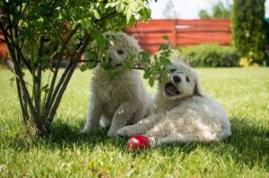 Щенки куваса Щенки породы кувас