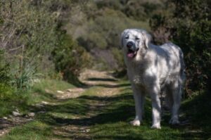Стандарт породы кувас Порода кувас