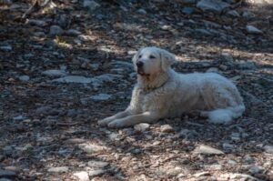 Венгерский кувас: фото Кувас: красивое фото