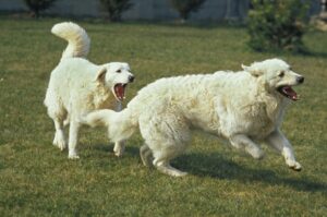 Овчарки кувасы Венгерские овчарки кувасы