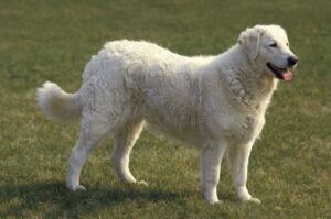 Венгерская овчарка кувас Овчарка кувас