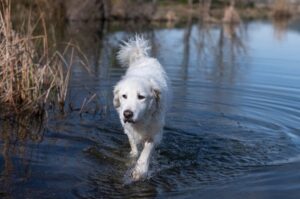 Венгерский кувас идет по воде Венгерский кувас в озере
