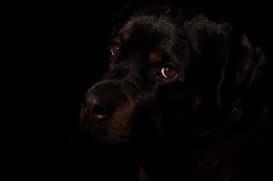 Видят ли собаки в темноте?