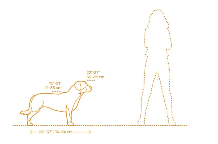 Размеры взрослой собаки энтлебухер зенненхунд