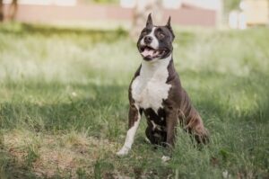 Американский стаффордширский терьер: красивое фото