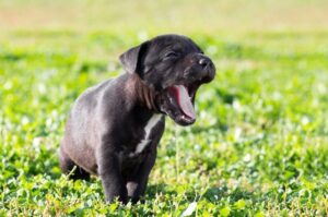 Щенок американского стаффордширского терьера