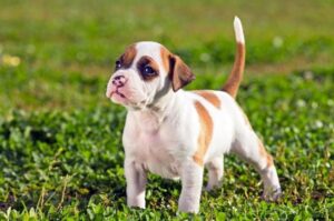 Американский стаффордширский терьер щенок