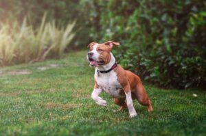 Порода амстафф