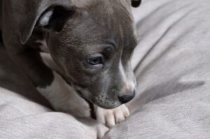 Амстафф: щенок