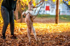 Амстафф: как дрессировать?