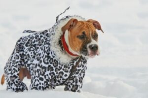 Амстафф в одежде