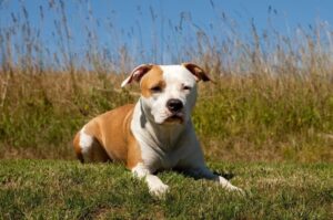 Фото щенка американского стаффордширского терьера