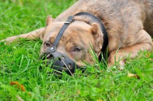 Собака амстафф в наморднике