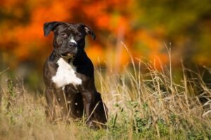 Фото амстаффа