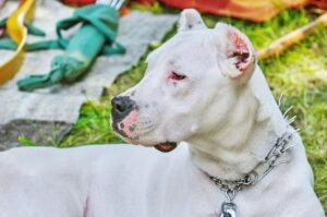 Амстафф белого окраса (альбинос)