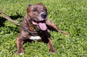 Амстафф тигрового окраса