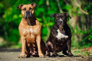 Собаки породы американский стаффордширский терьер