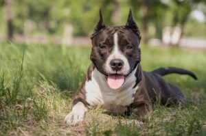 Амстафф чёрно-белый: фото