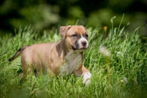 Щенок амстаффа фото