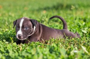 Красивый щенок амстаффа