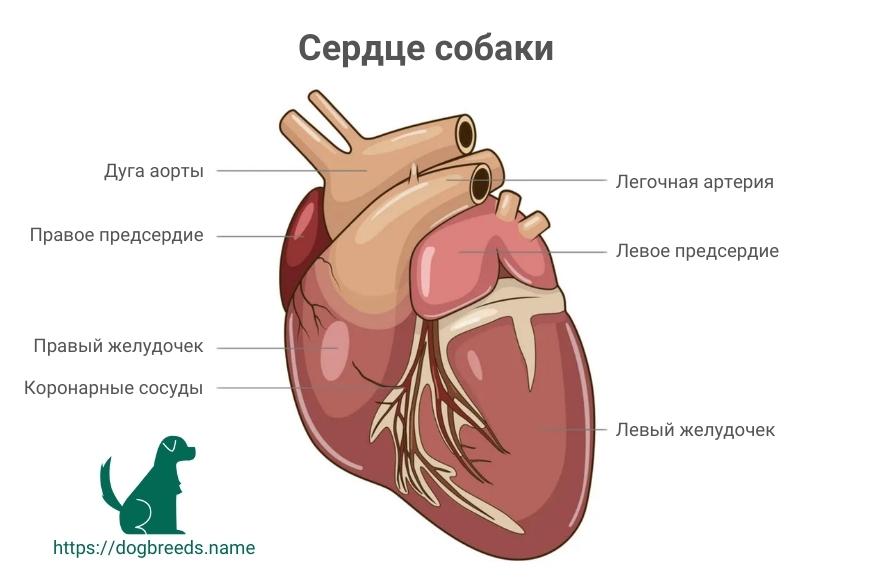Анатомия сердца собаки