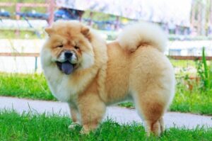 Чау-чау – стандарт породы