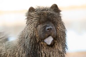 Фото породы чау-чау