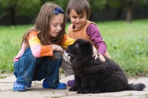 Щенок чау-чау с детьми