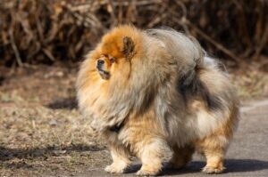 Длинношерстная собака чау-чау