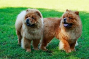 Две собаки чау-чау