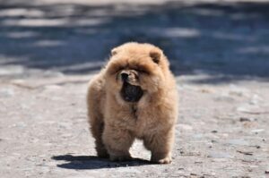 Чау-чау щенок