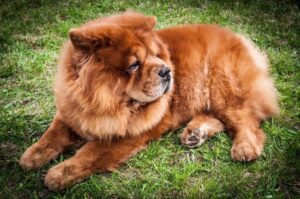 Чау-чау красного окраса