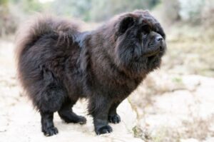 Чау-чау черного окраса
